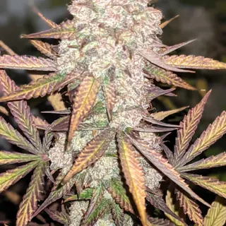 Profile photo of Ganja Farmer