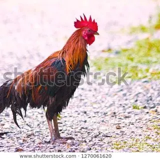 Profile photo of Big Jim