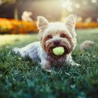 Profile photo of Mr. nutt