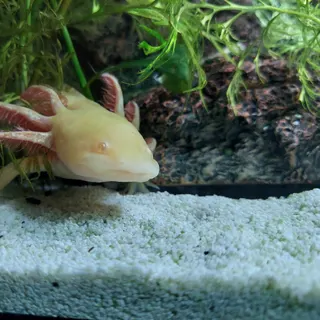 Profile photo of OnlyFishFans