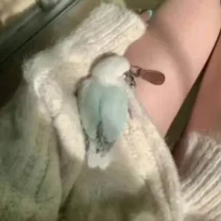 Profile photo of puppygirl_