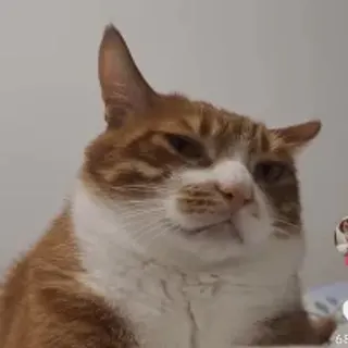 Profile photo of ___iilliiillll___