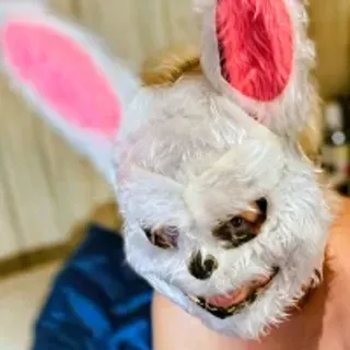 Profile photo of davisdesires@xh