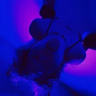 Profile photo of mental_lagoon_xxx
