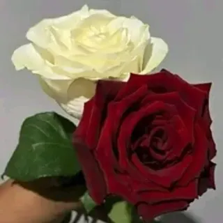 Profile photo of softpetals
